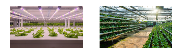 托普植物工厂—深耕科研创新，赋能产业转化