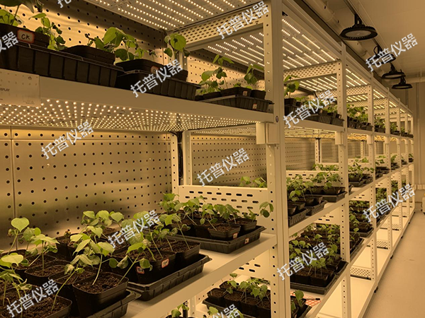 托普植物工厂——解锁科研与生产新可能！