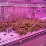 植物工厂