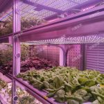 植物工厂