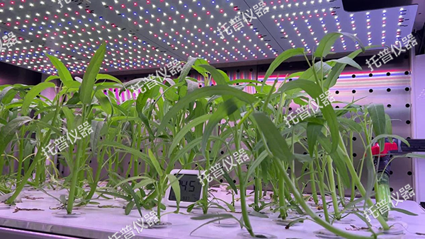 托普植物工厂——解锁科研与生产新可能！