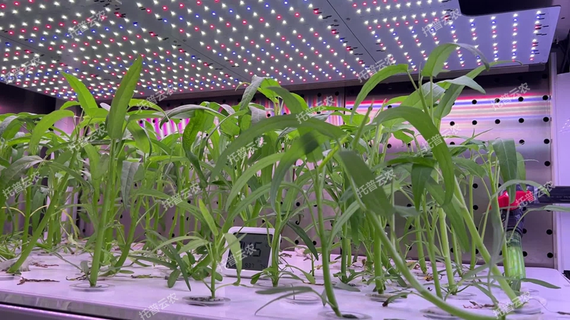 密闭型植物工厂