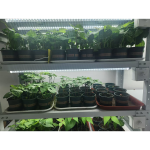 步入式人工气候箱
