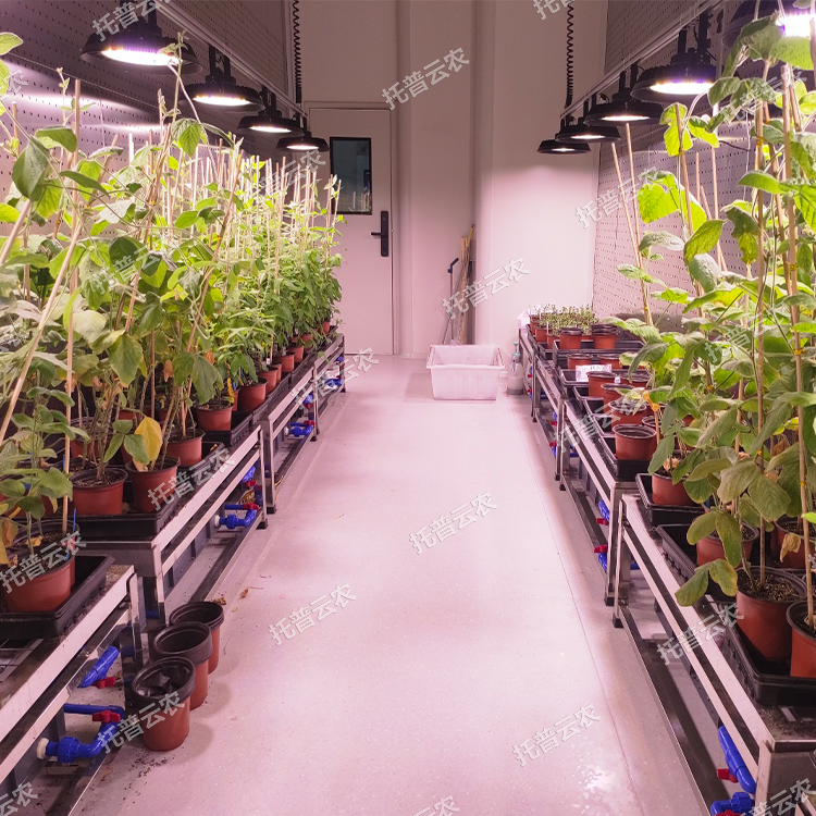 数智植物工厂九游会j9备用网址的解决方案