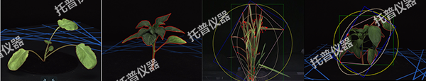 托普盆栽植物数字表型采集分析系统——一键采集，多维解析，ai 驱动农业科研提质增效
