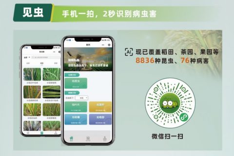【ai 植保】1张照片抵过10年经验，8000余种病虫害全曝光！