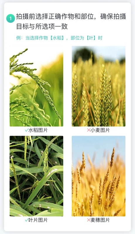 【ai 植保】1张照片抵过10年经验，8000余种病虫害全曝光！