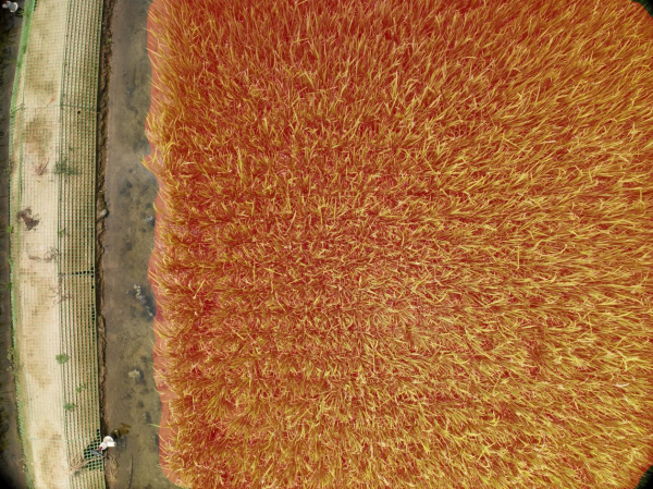 ai 农业 | 万亩良田 一飞尽览，托普云农无人机低空巡检系统赋能智慧农业新发展