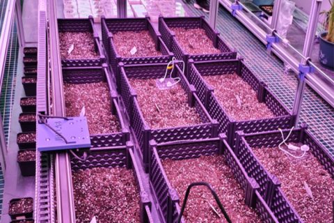 室内种子萌发表型监测系统