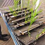 高通量植物根系表型采集分析系统（根盒式）