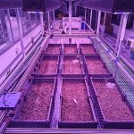 室内种子萌发表型监测系统