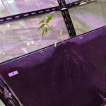 高通量植物根系表型采集分析系统（根盒式）