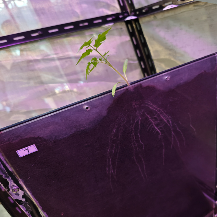 高通量植物根系表型采集分析系统（根盒式）