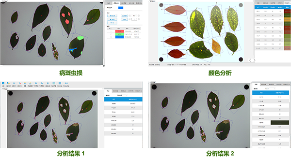 智能叶面积测量系统-高效完成大批量植株叶片表型参数的自动化测量