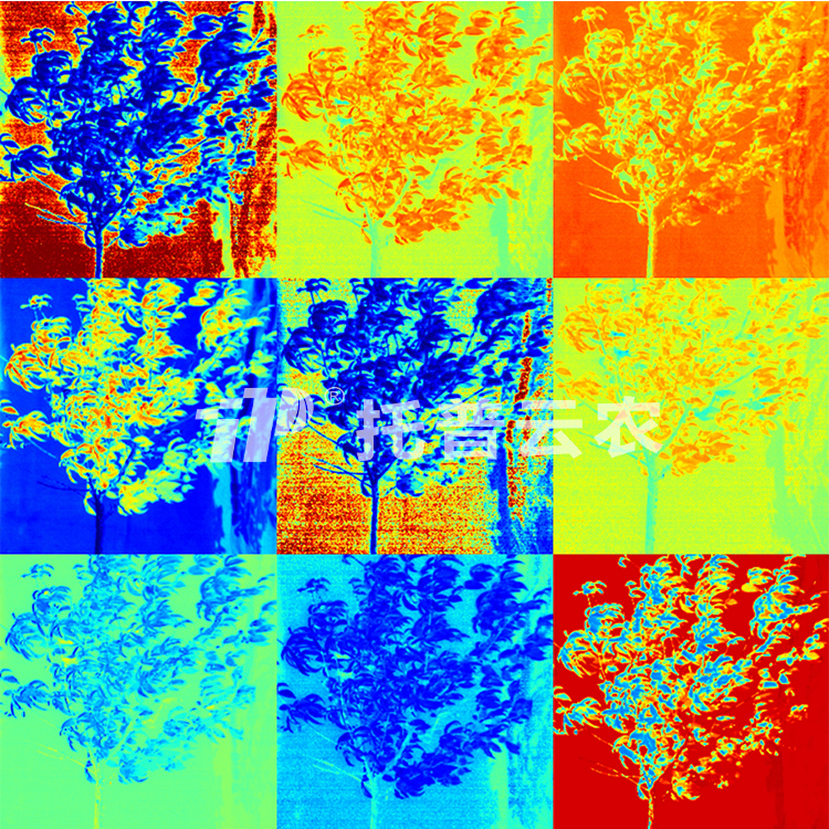 盆栽果树高通量表型采集分析系统